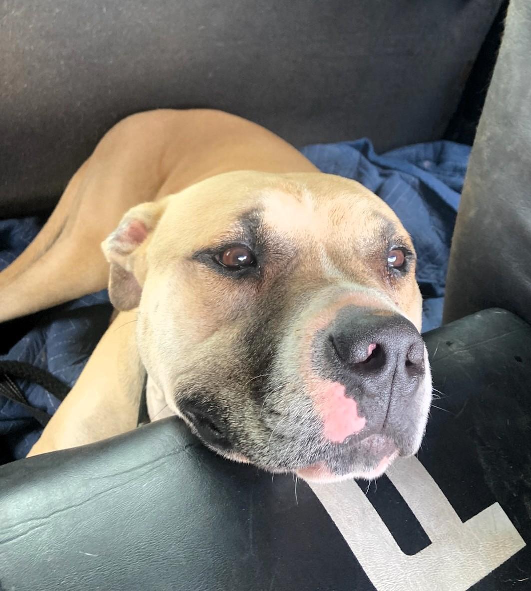 Enlarge Maverick, a Adoptable Staffordshire Bull Terrier in Denver, NC image 4/6