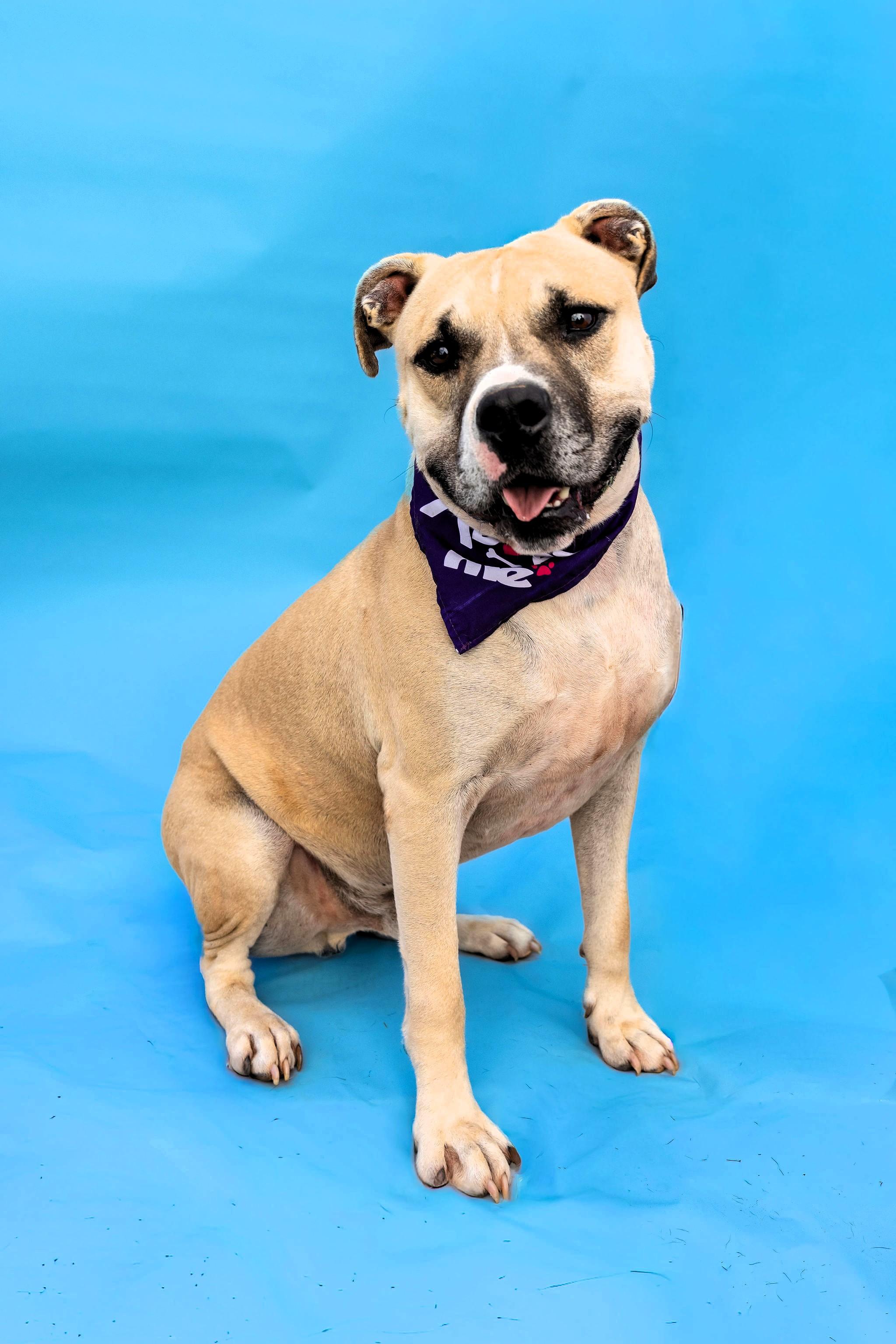 Enlarge Maverick, a Adoptable Staffordshire Bull Terrier in Denver, NC image 1/6