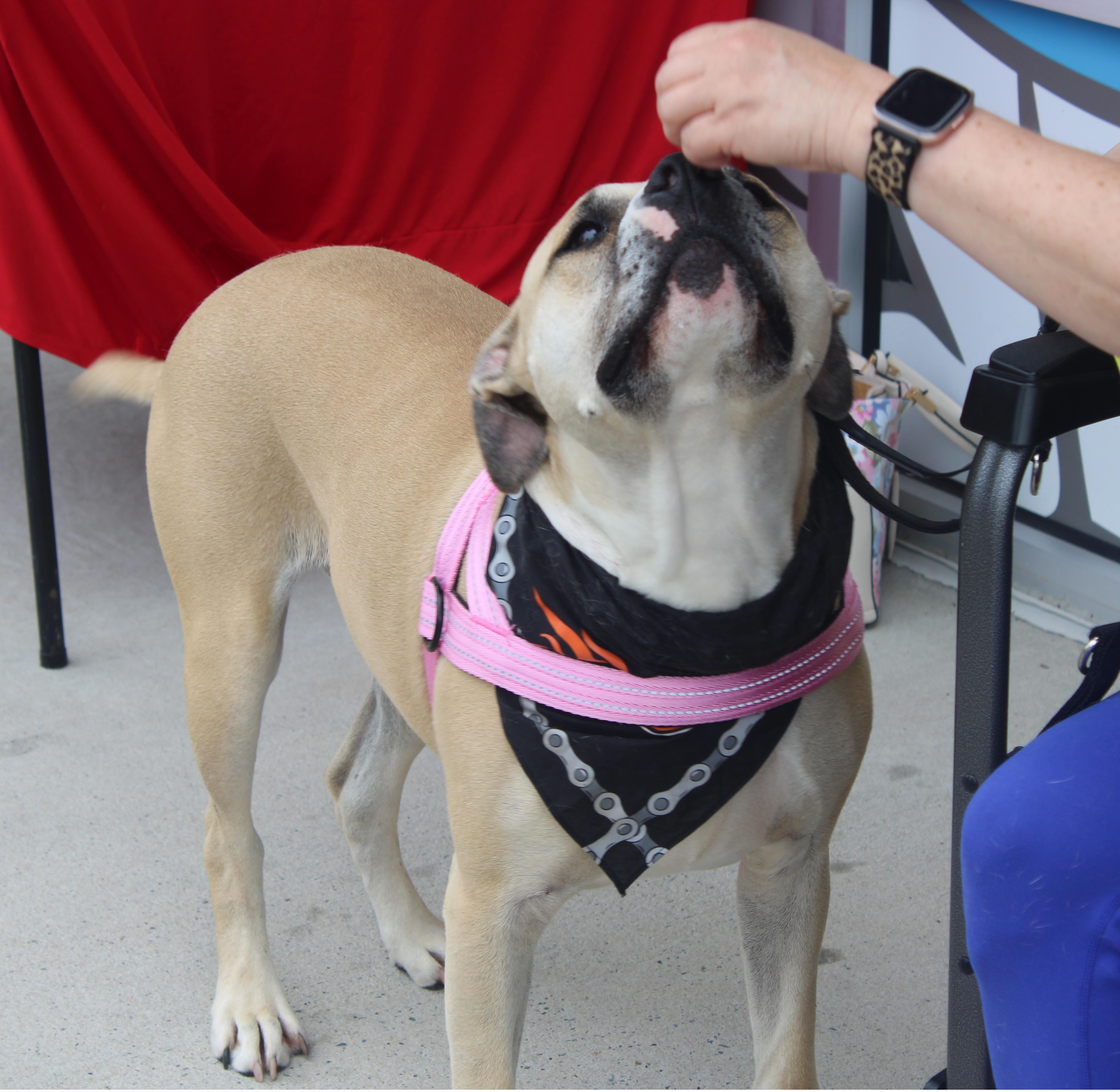 Enlarge Maverick, a Adoptable mixed breed in Denver, NC image 5/6