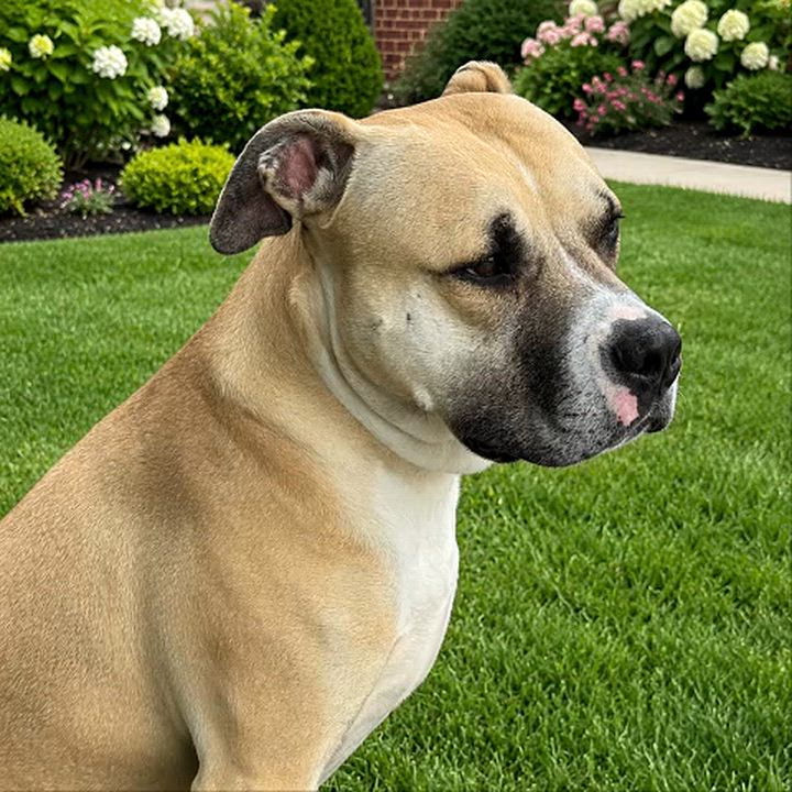 Enlarge Maverick, a Adoptable mixed breed in Denver, NC video 6/6