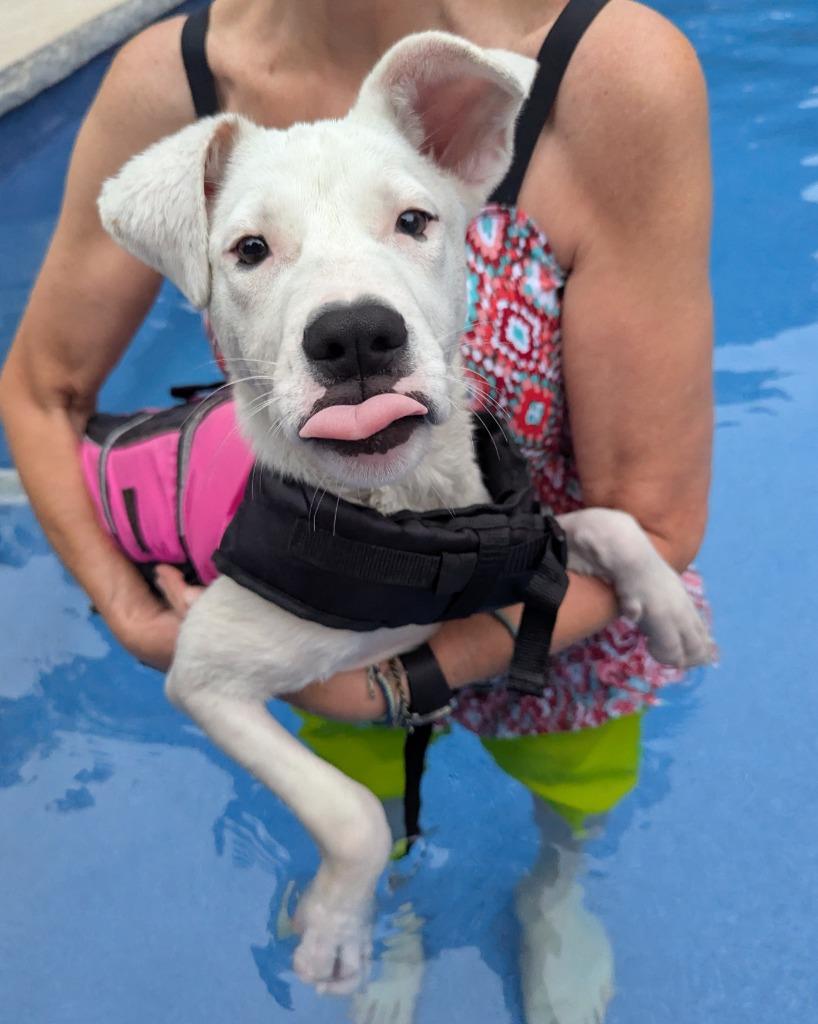 Strawberry, Adoptable, Puppy Female Pit Bull Terrier & Mixed Breed.