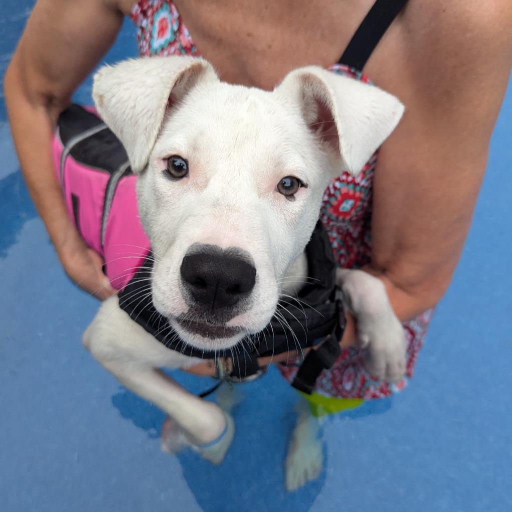 Strawberry, a Adoptable mixed breed in Murphysboro, IL image 2/3