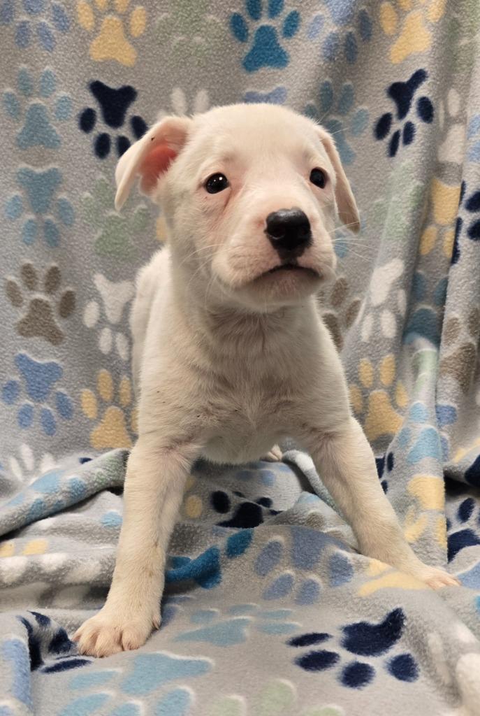 Strawberry, a Adoptable mixed breed in Murphysboro, IL image 3/3