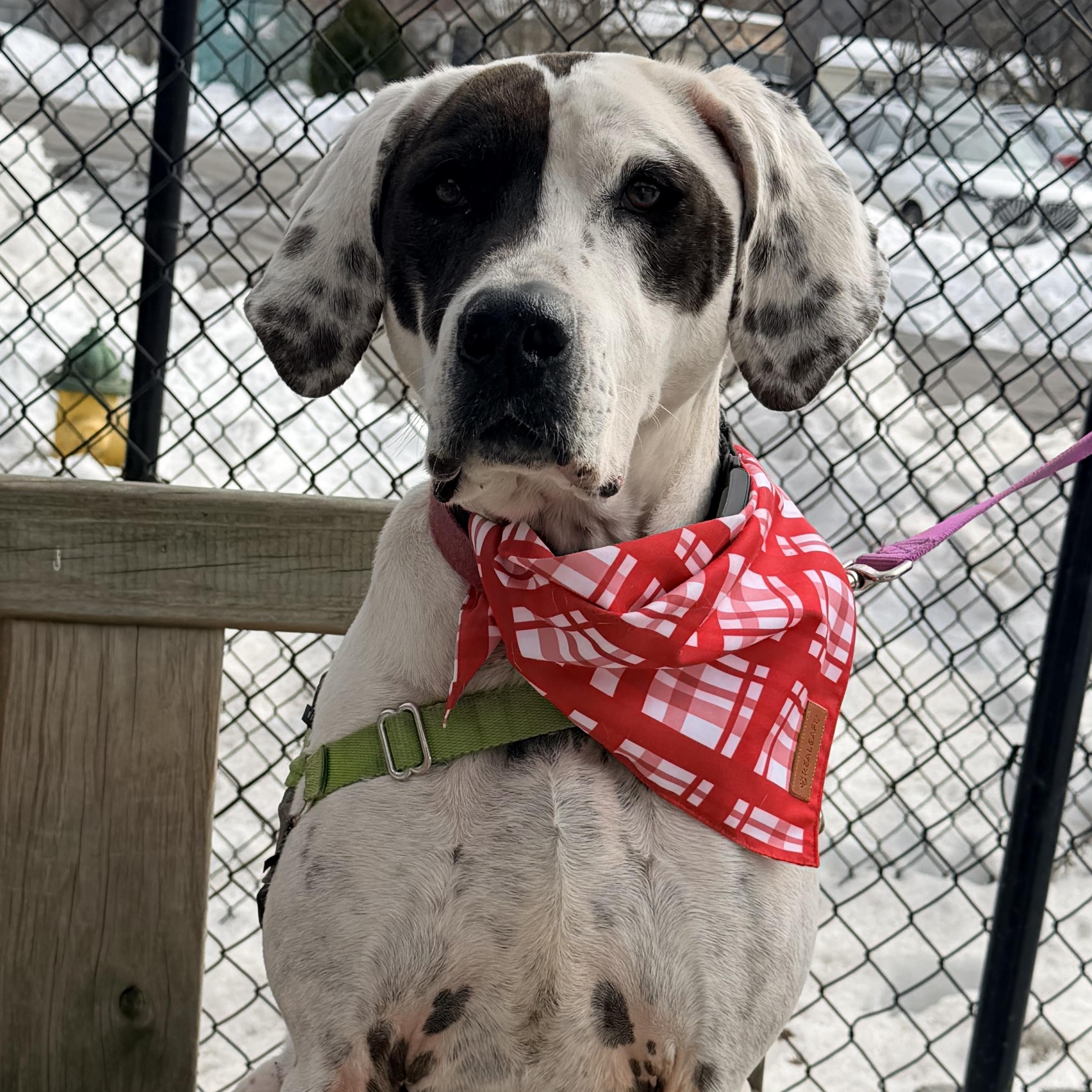 Enlarge Adelaide - affectionate, outgoing goofball , a Adoptable mixed breed in Utica, NY image 1/6