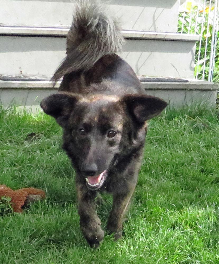 Enlarge Blaze, a Adoptable mixed breed in Crown Point, IN image 5/6