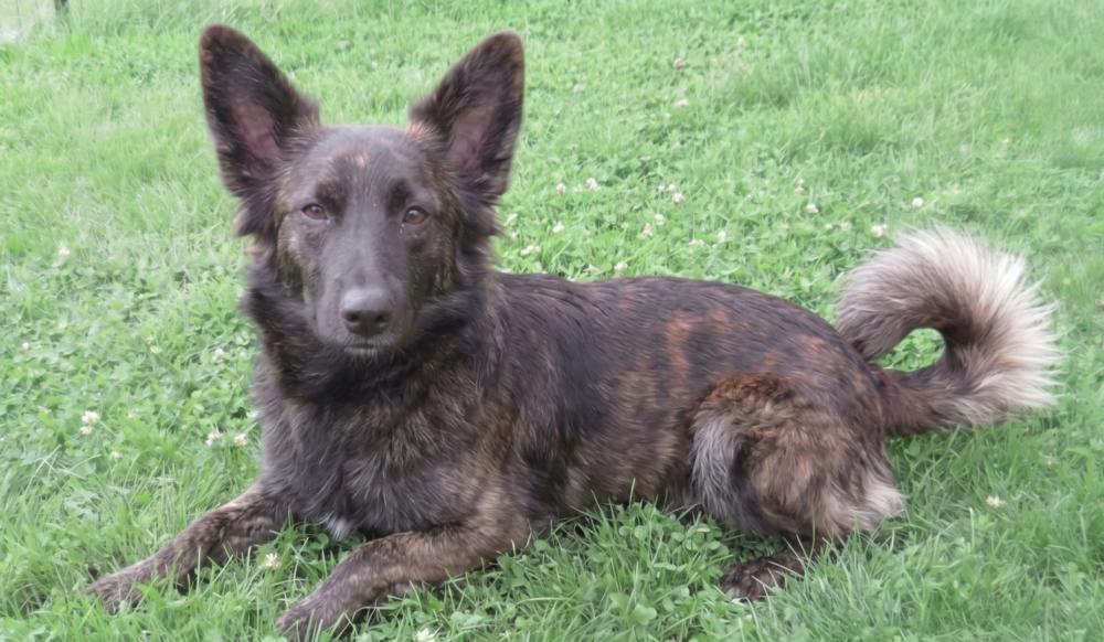Enlarge Blaze, a Adoptable mixed breed in Crown Point, IN image 4/6