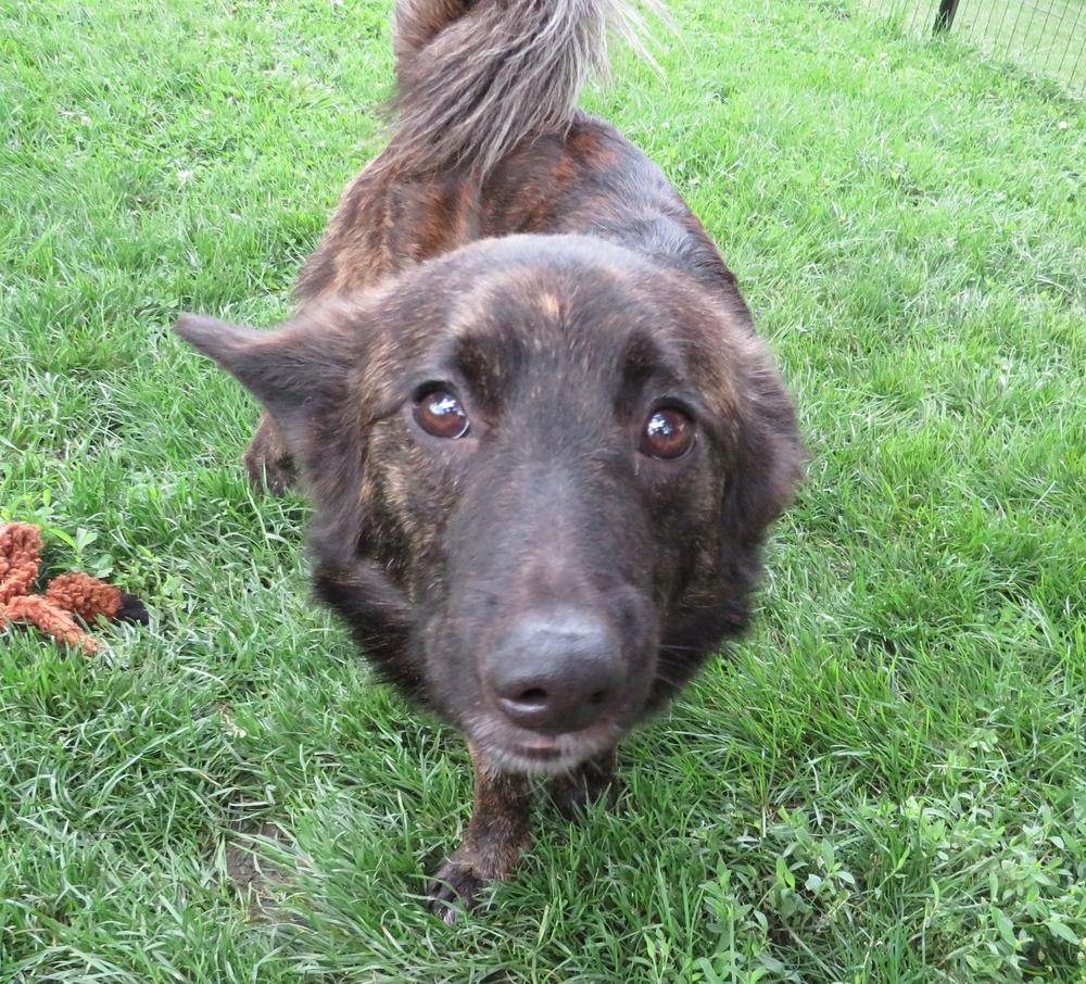 Enlarge Blaze, a Adoptable mixed breed in Crown Point, IN image 6/6