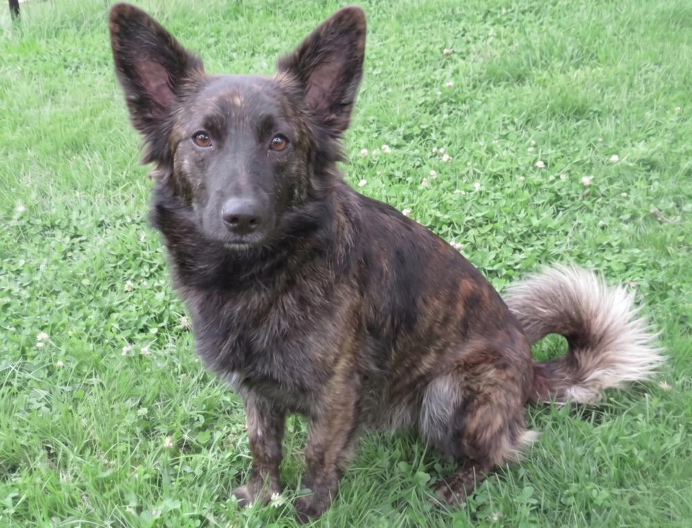 Enlarge Blaze, a Adoptable mixed breed in Crown Point, IN image 1/6