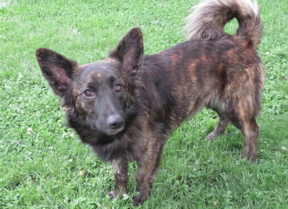 Enlarge Blaze, a Adoptable mixed breed in Crown Point, IN image 3/6