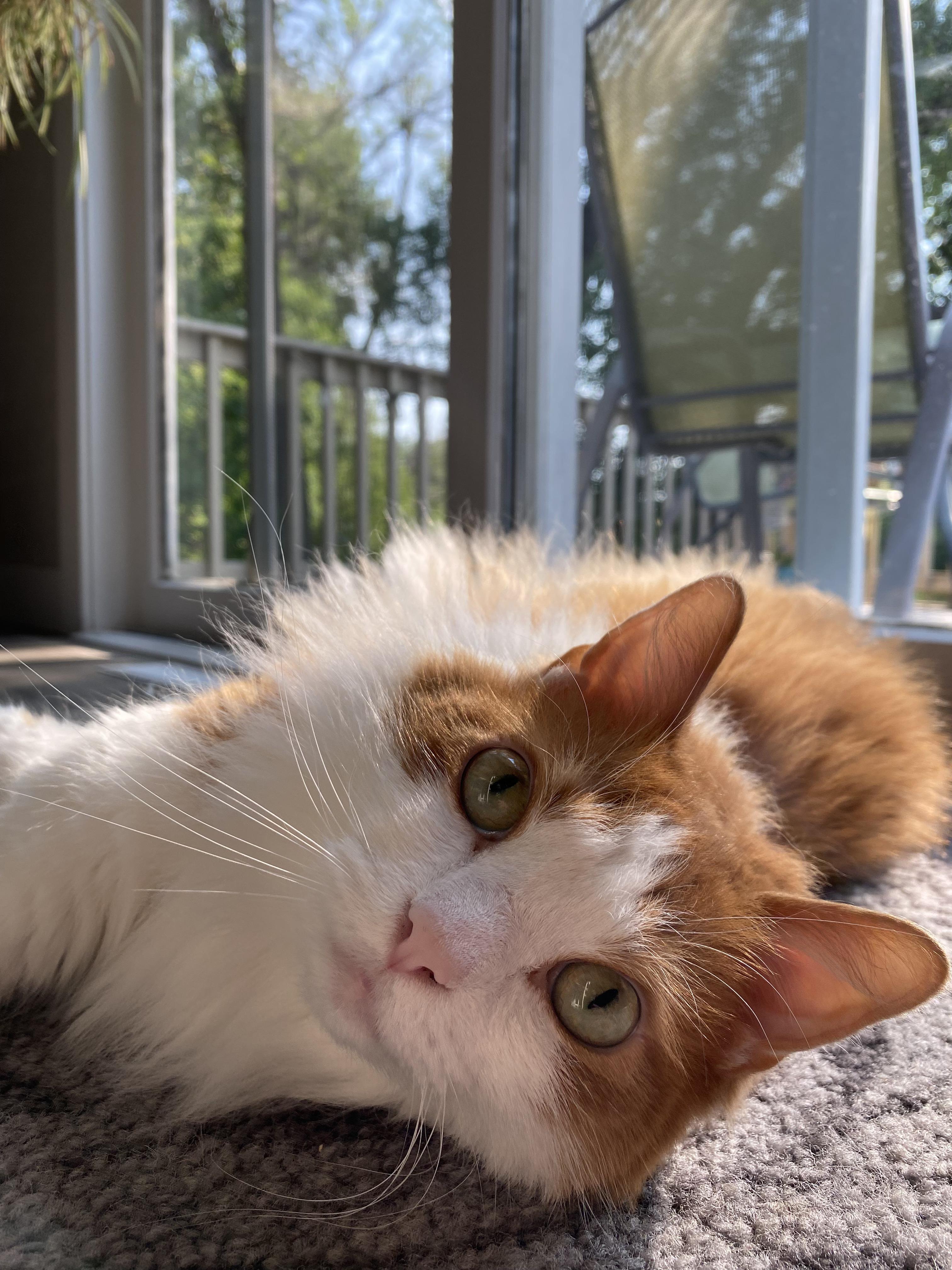 Melvin - COURTESY LISTING FOR OWNER, a ADOPTABLE mixed breed in Valley City, ND image 2/3