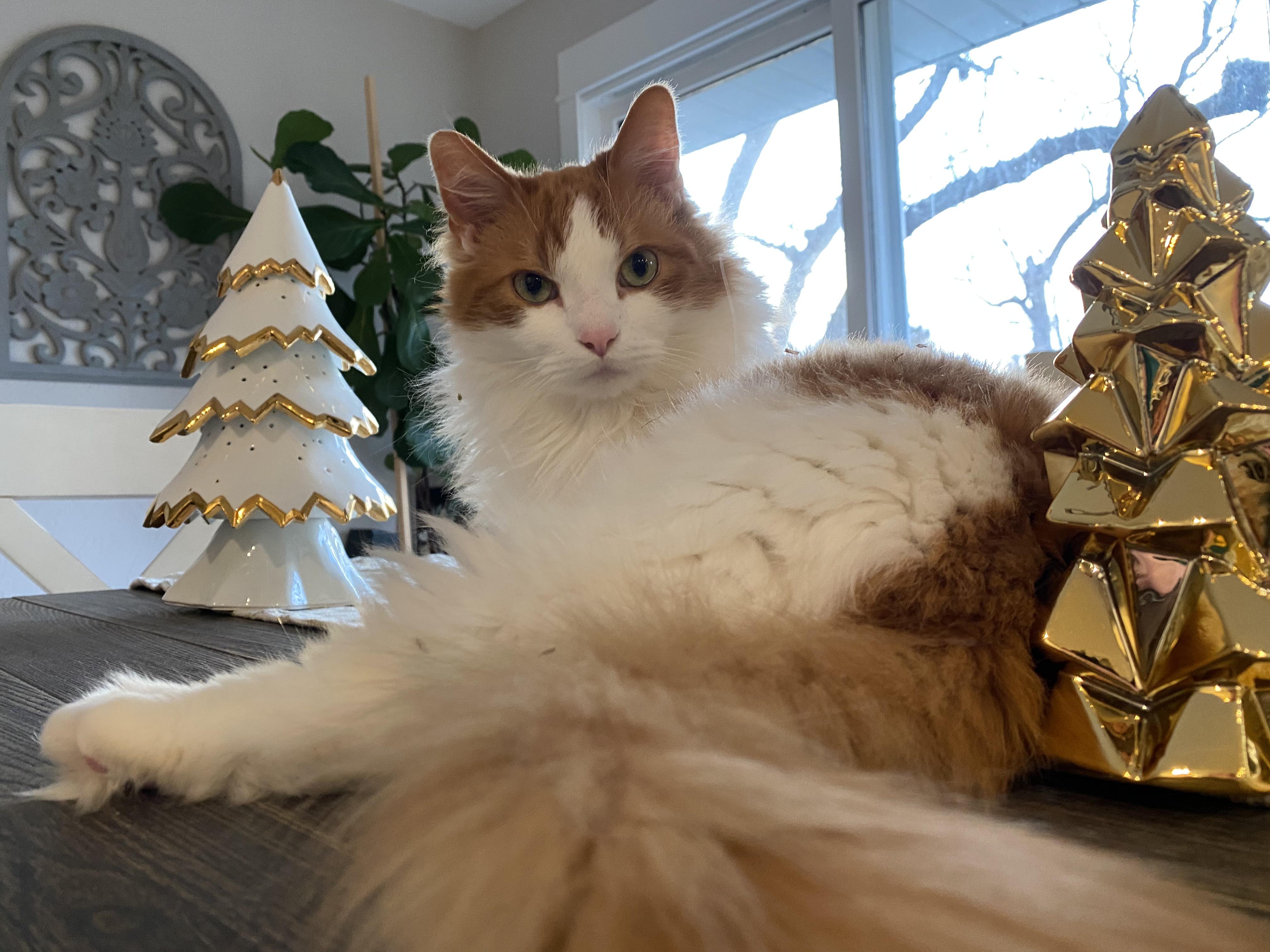 Melvin - COURTESY LISTING FOR OWNER, a ADOPTABLE mixed breed in Valley City, ND image 3/3