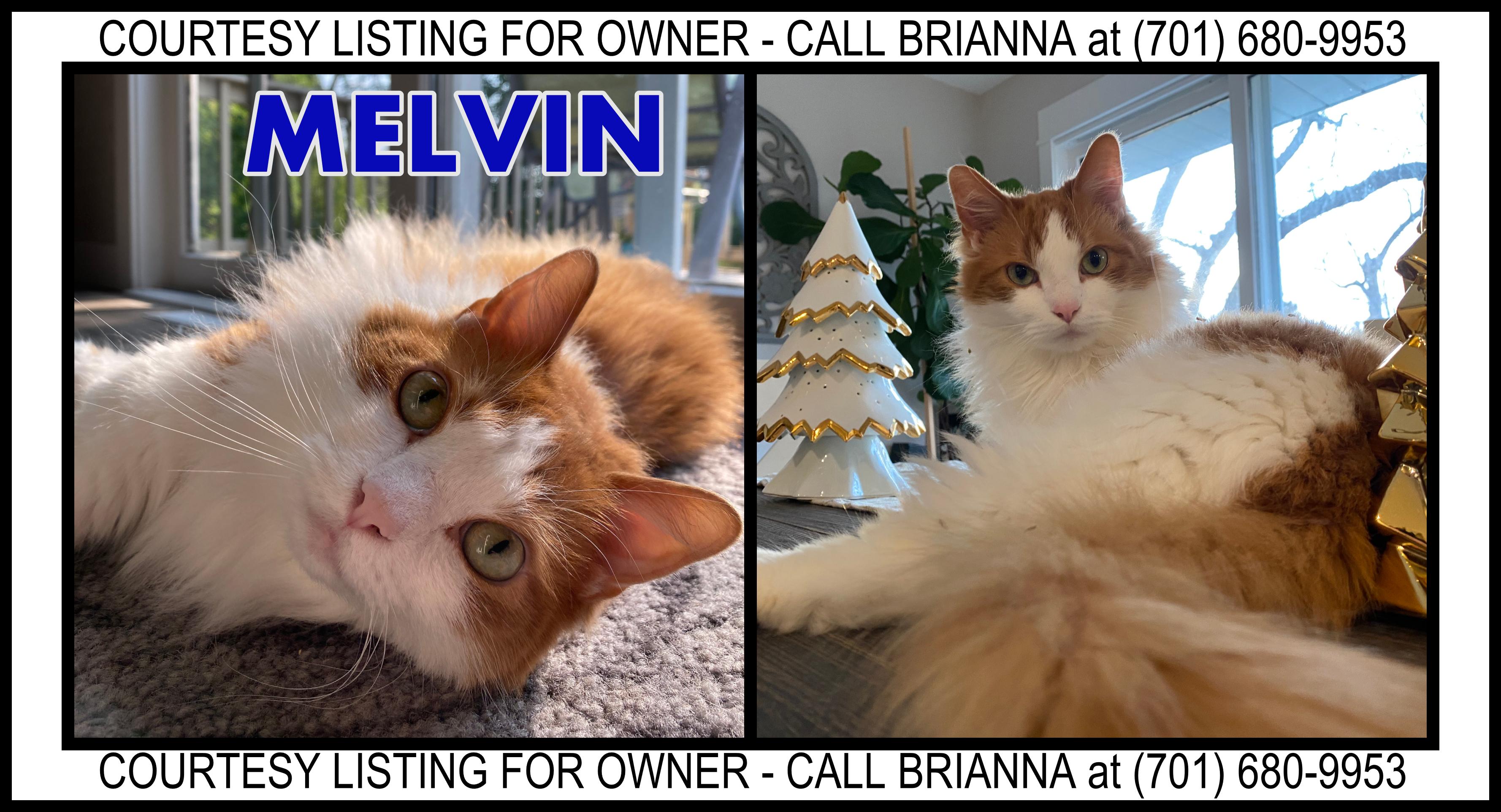 Melvin - COURTESY LISTING FOR OWNER, a ADOPTABLE mixed breed in Valley City, ND image 1/3