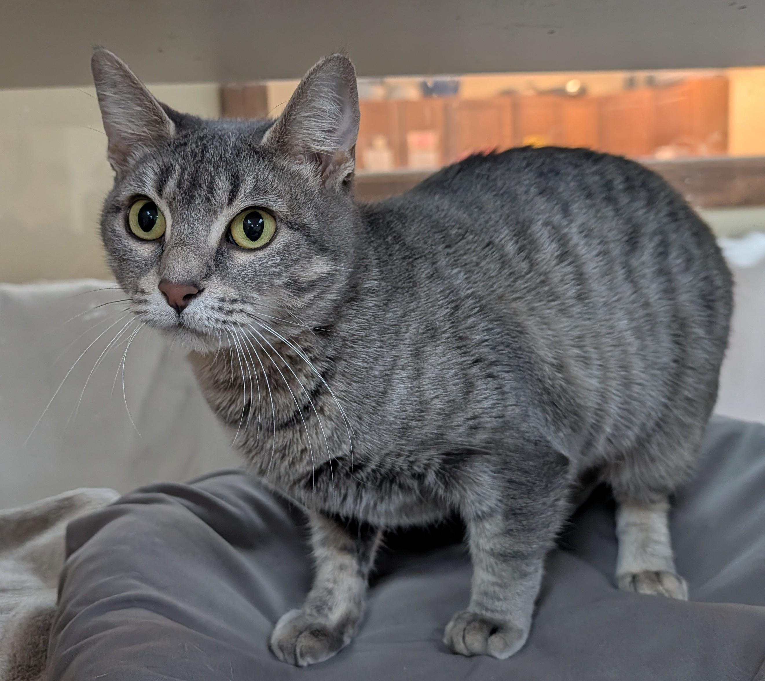 Enlarge Toasty, an adoptable Domestic Short Hair in Decatur, IL image 1/1