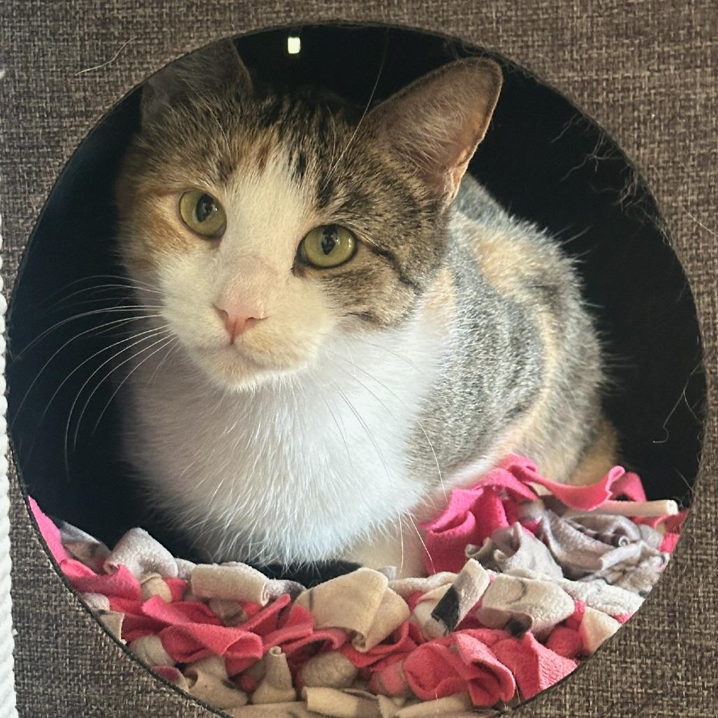 Lilah, Adoptable, Adult Female Domestic Short Hair.