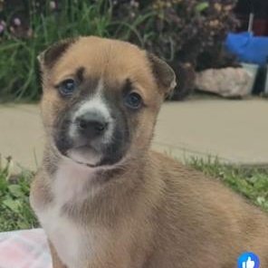 Enlarge Violet, an adopted mixed breed in Riverside, IA image 1/1