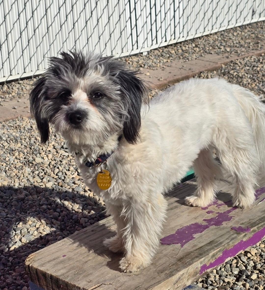 Milo, an adopted mixed breed in Ross, OH image 2/2