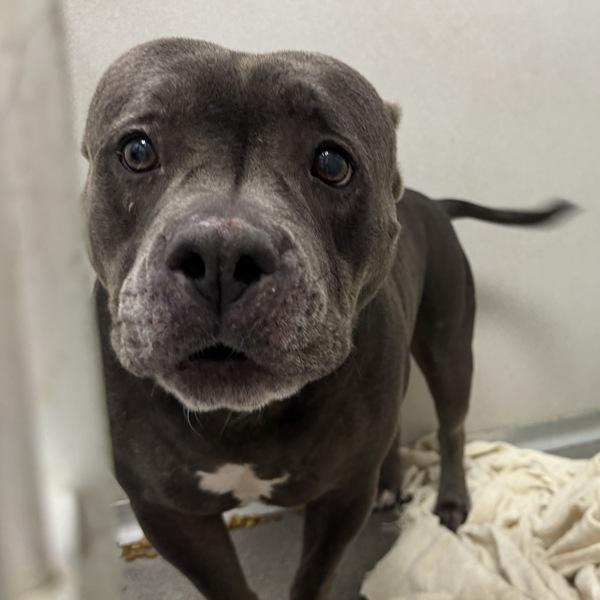 Scarlett, Adoptable, Senior Female Terrier.