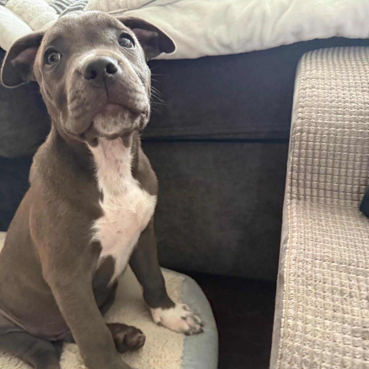 Enlarge Hugs, a Adoptable Pit Bull Terrier in Syracuse , NY image 2/6