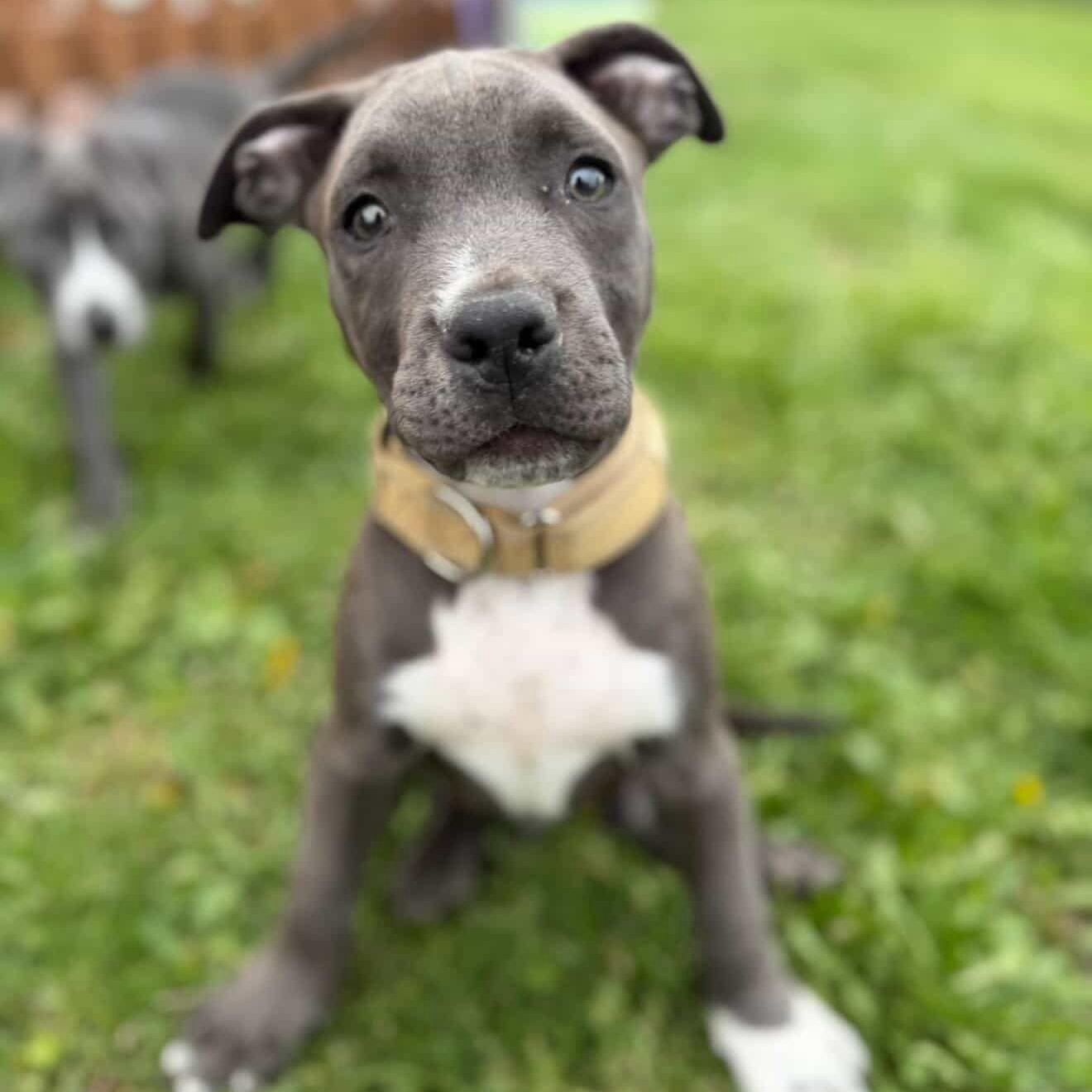 Enlarge Hugs, a Adoptable Pit Bull Terrier in Syracuse , NY image 1/6