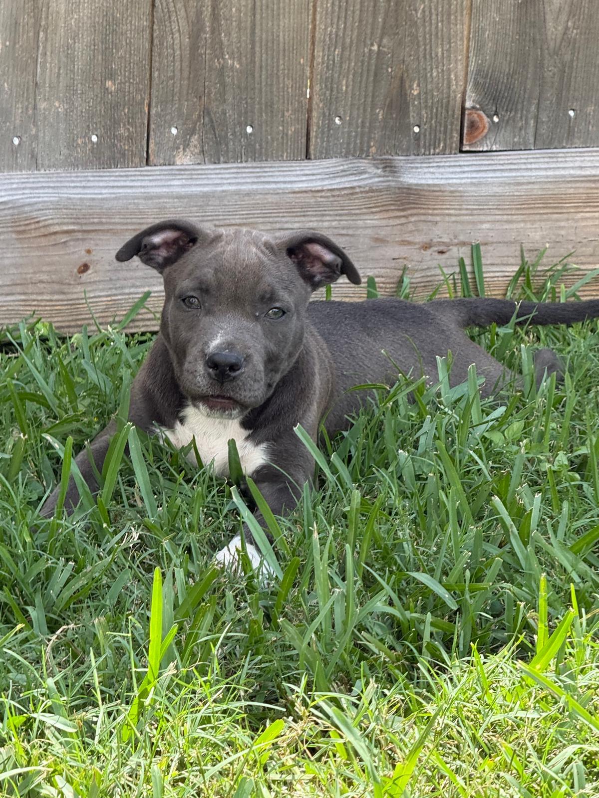 Enlarge Hugs, a Adoptable Pit Bull Terrier in Syracuse , NY image 4/6