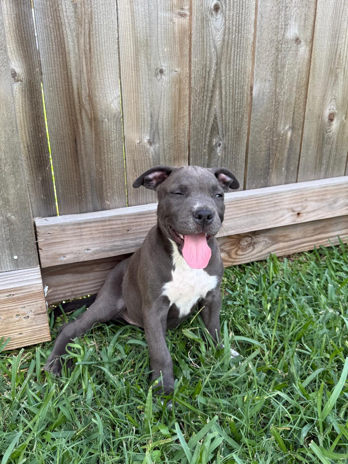 Enlarge Hugs, a Adoptable Pit Bull Terrier in Syracuse , NY image 6/6