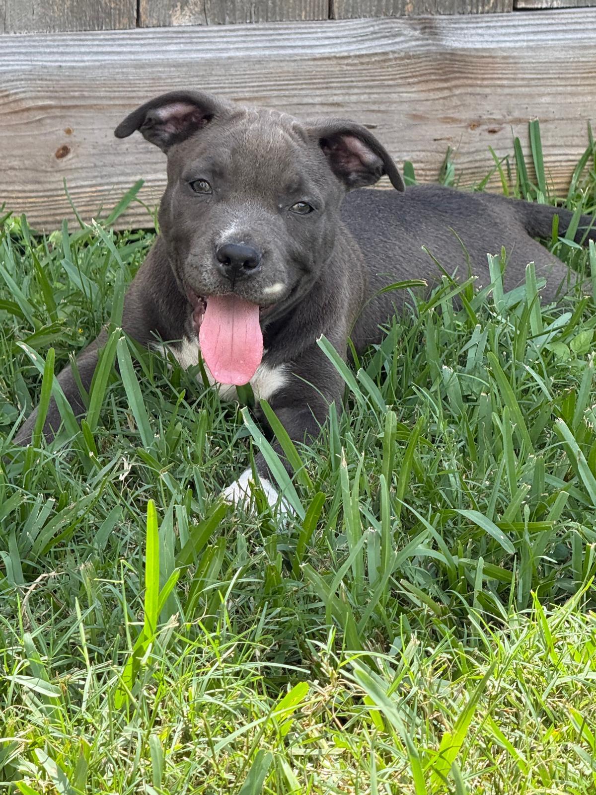 Enlarge Hugs, a Adoptable Pit Bull Terrier in Syracuse , NY image 5/6