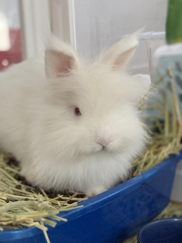 Michael Penix Jr., Adoptable, Adult Male Angora Rabbit.