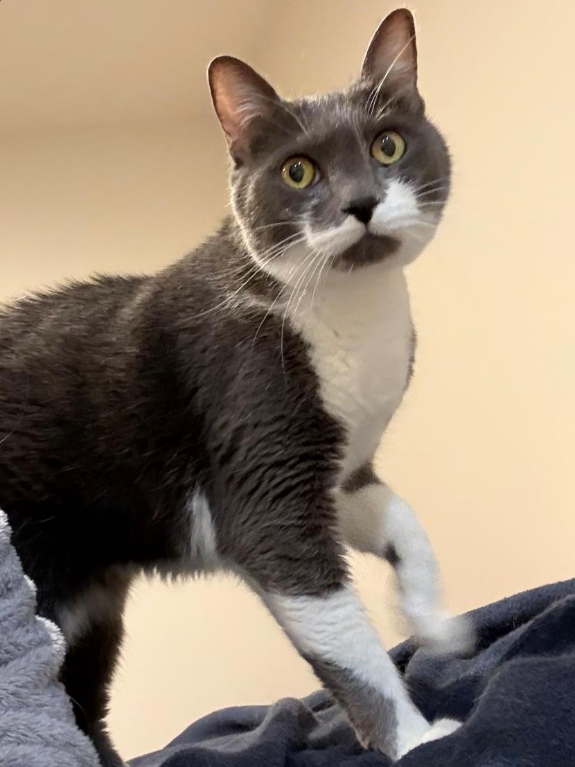 Enlarge Mouse, a Adoptable Domestic Short Hair in Lincoln, NE image 4/5