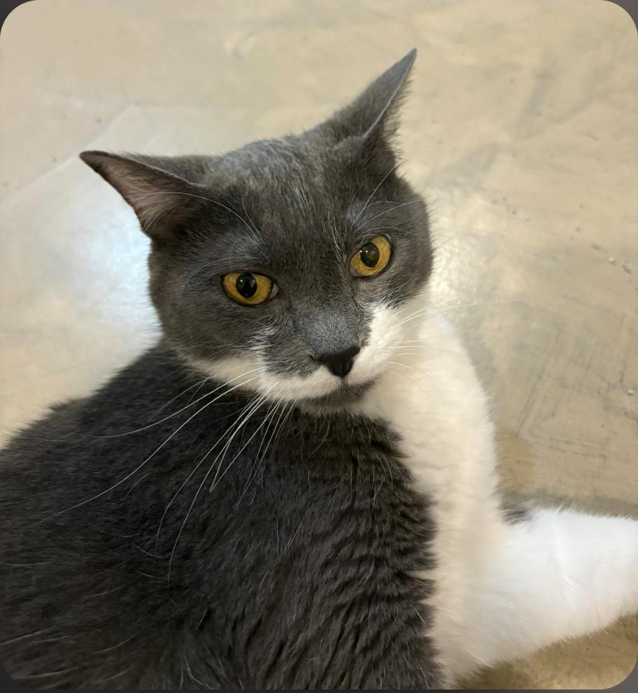 Enlarge Mouse, a Adoptable Domestic Short Hair in Lincoln, NE image 2/5