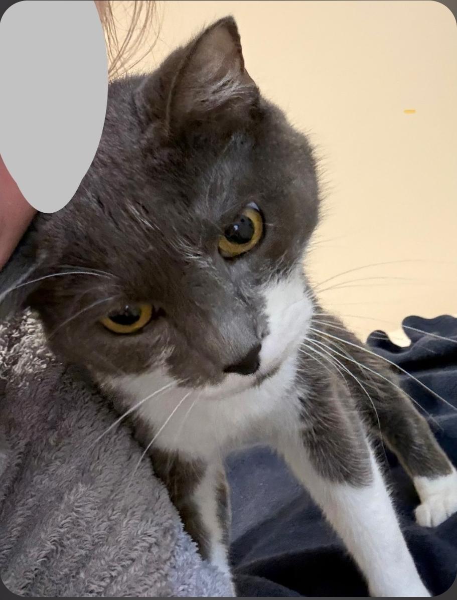 Enlarge Mouse, a Adoptable Domestic Short Hair in Lincoln, NE image 5/5
