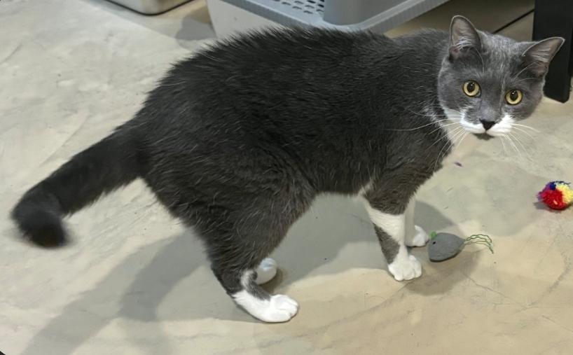 Mouse, Adoptable, Adult Female Domestic Short Hair.