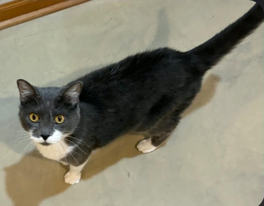 Enlarge Mouse, a Adoptable Domestic Short Hair in Lincoln, NE image 3/5