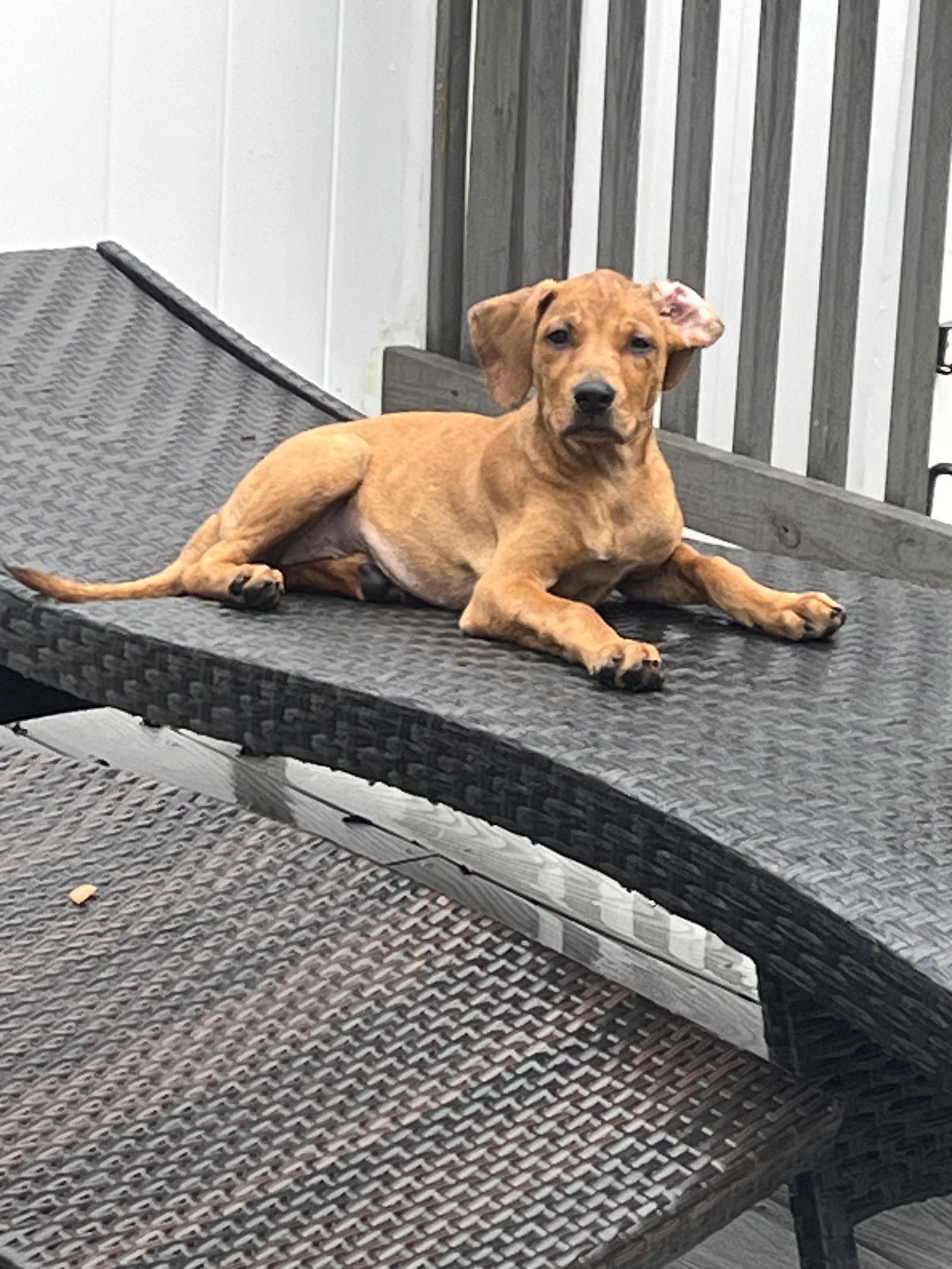 Jolene, Adopted, Puppy Female Hound.