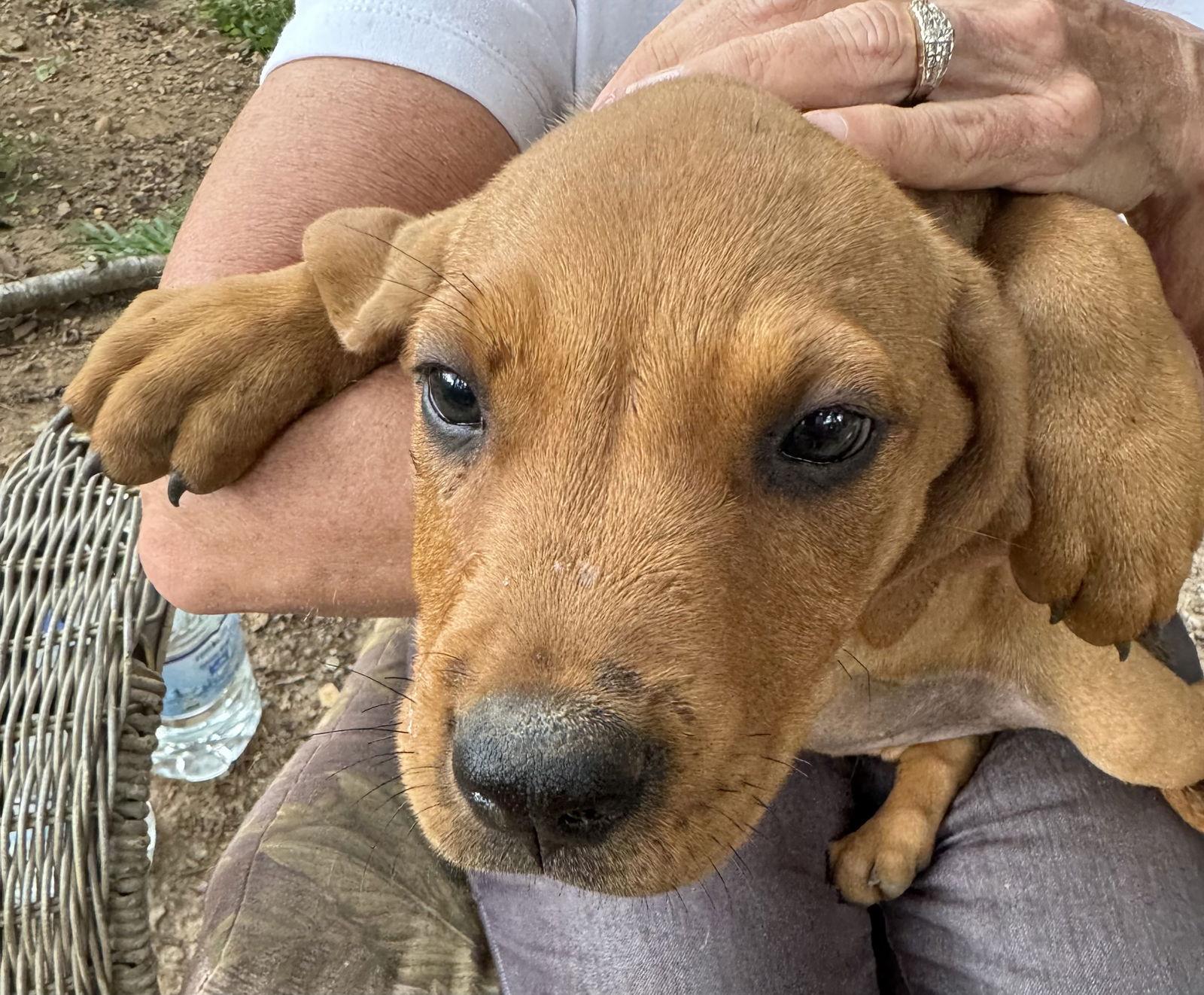 Enlarge Jolene, a Adopted Hound in Melbourne, FL image 2/2