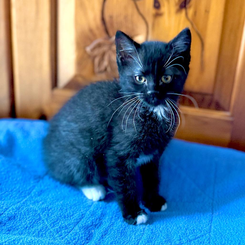 Stunk, Adoptable, Kitten Female Domestic Short Hair.
