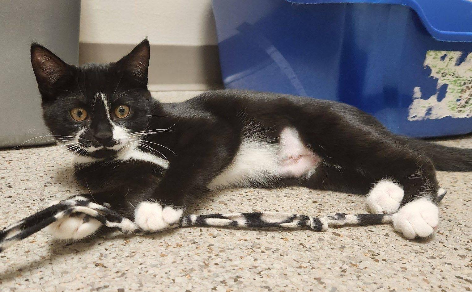 Pecan - sweet little cutie pie!, an adoptable Domestic Short Hair in Oshkosh, WI image 1/3