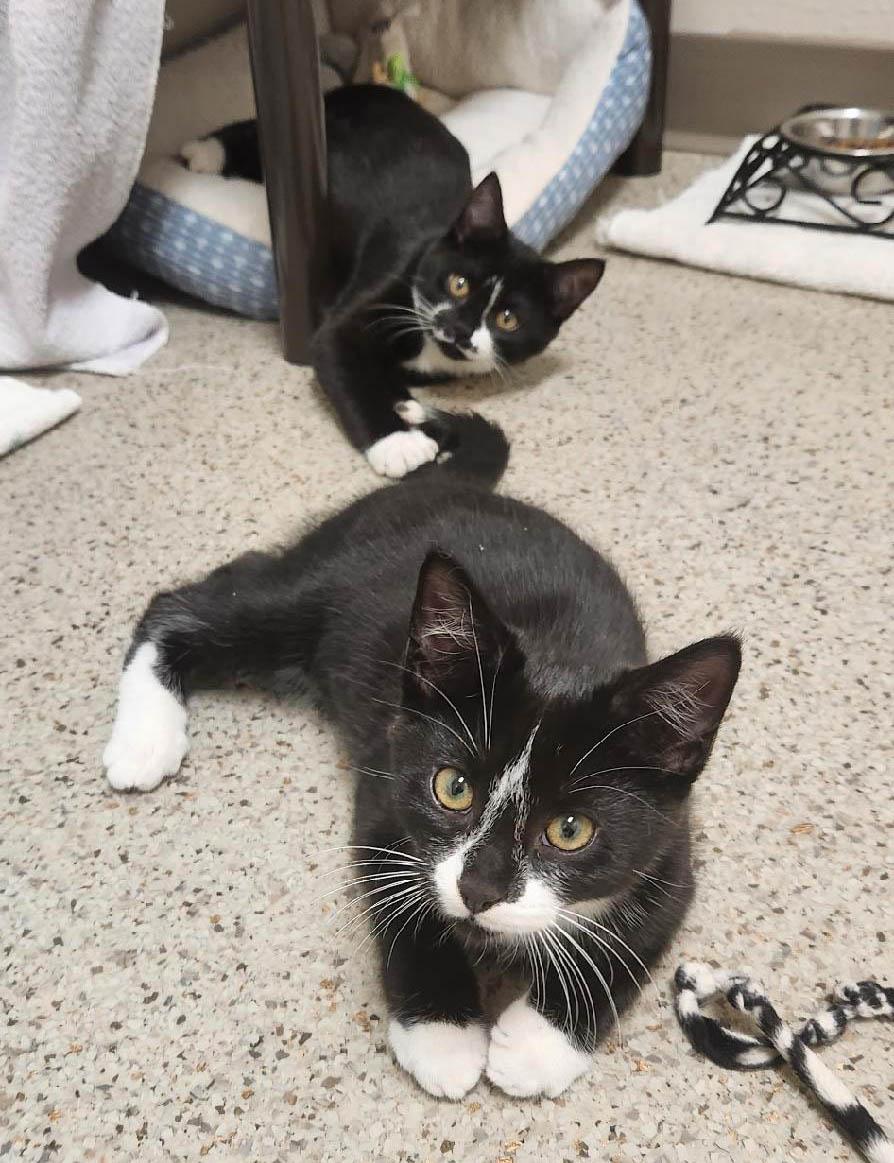 Pecan - sweet little cutie pie!, an adoptable Domestic Short Hair in Oshkosh, WI image 2/3