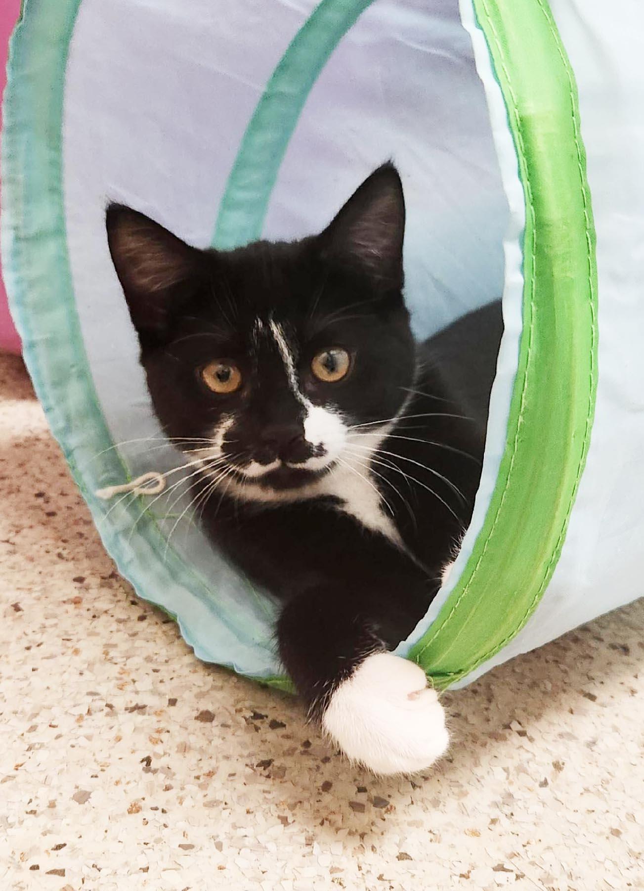 Pecan - sweet little cutie pie!, an adoptable Domestic Short Hair in Oshkosh, WI image 3/3