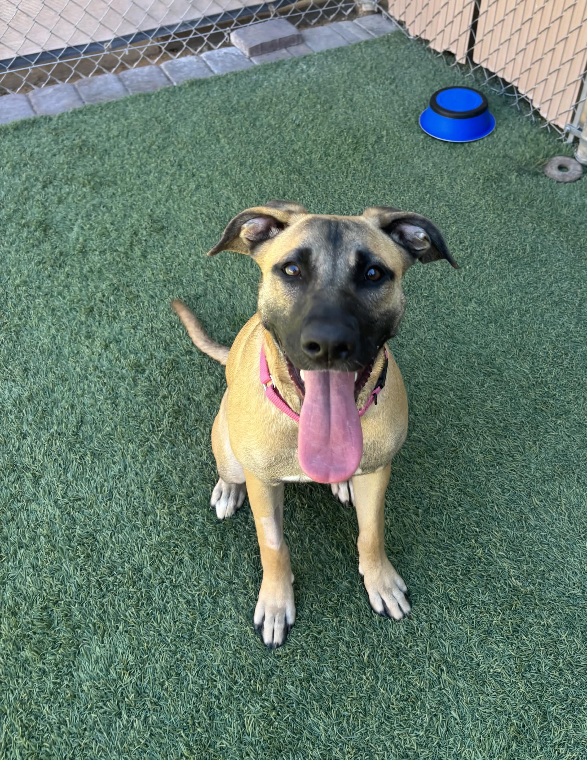 Bella, Adoptable, Young Female Black Mouth Cur.