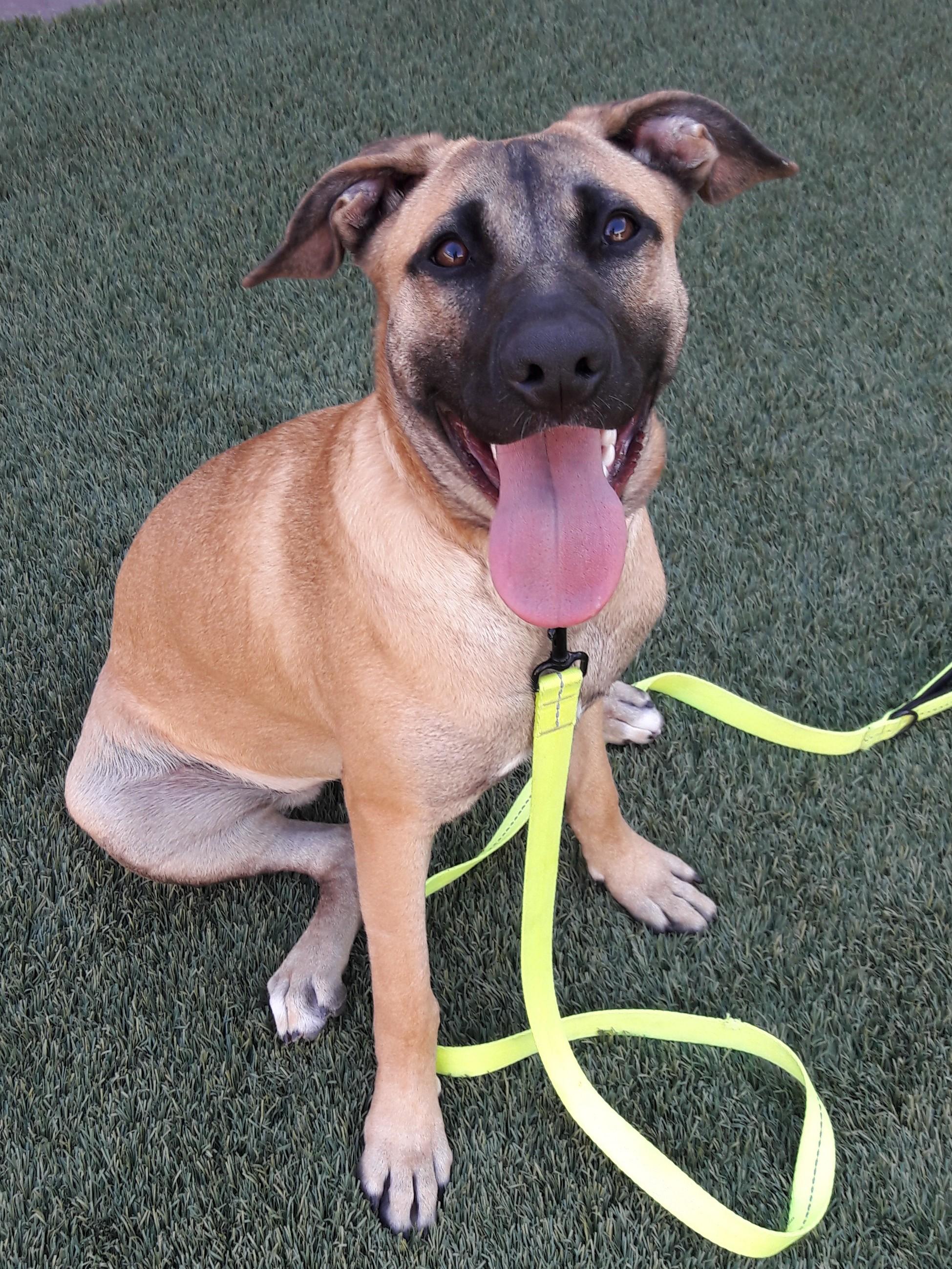 Enlarge Bella, a Adoptable Black Mouth Cur in Mesquite, NV image 2/4