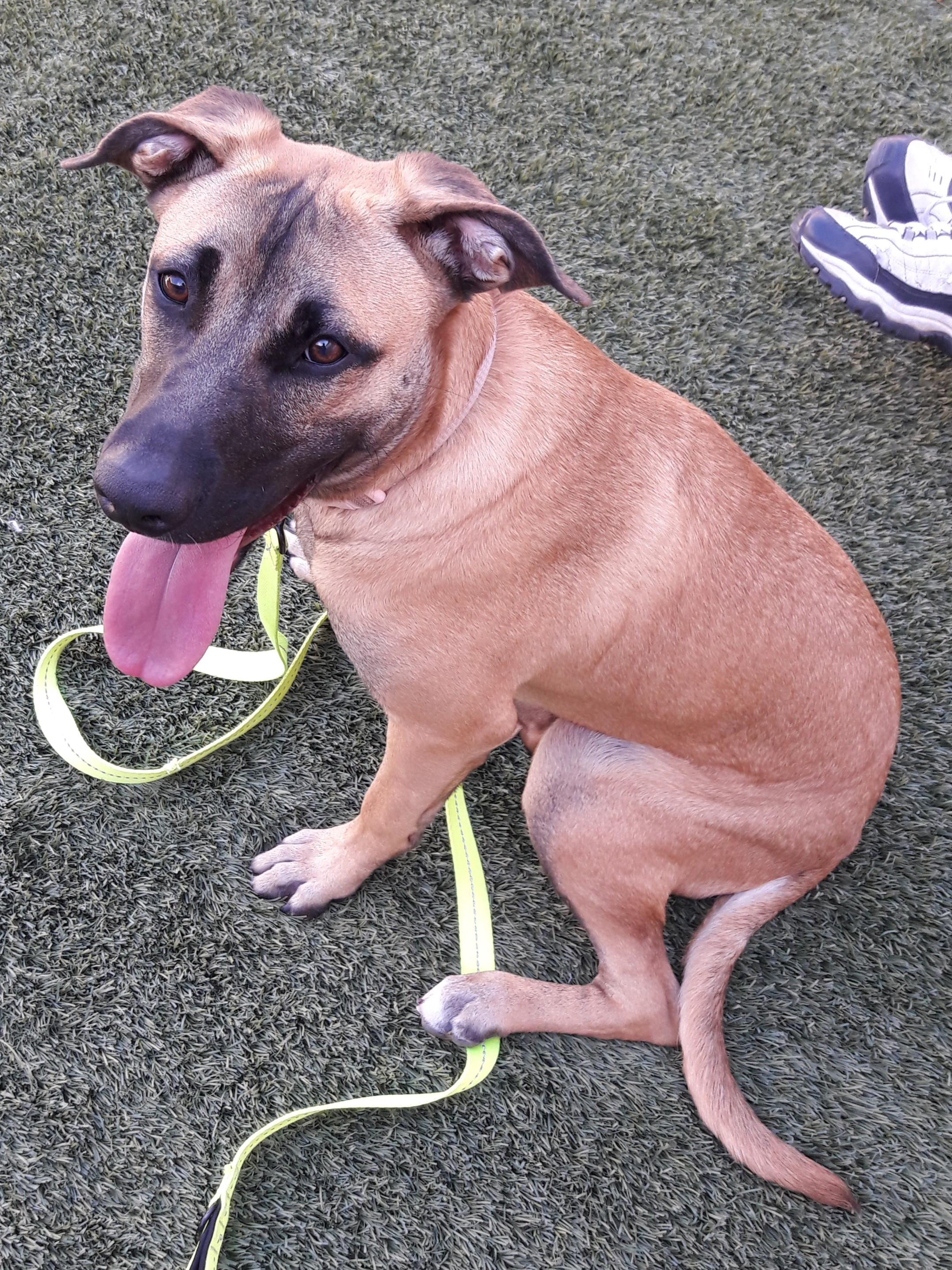 Enlarge Bella, a Adoptable Black Mouth Cur in Mesquite, NV image 3/4