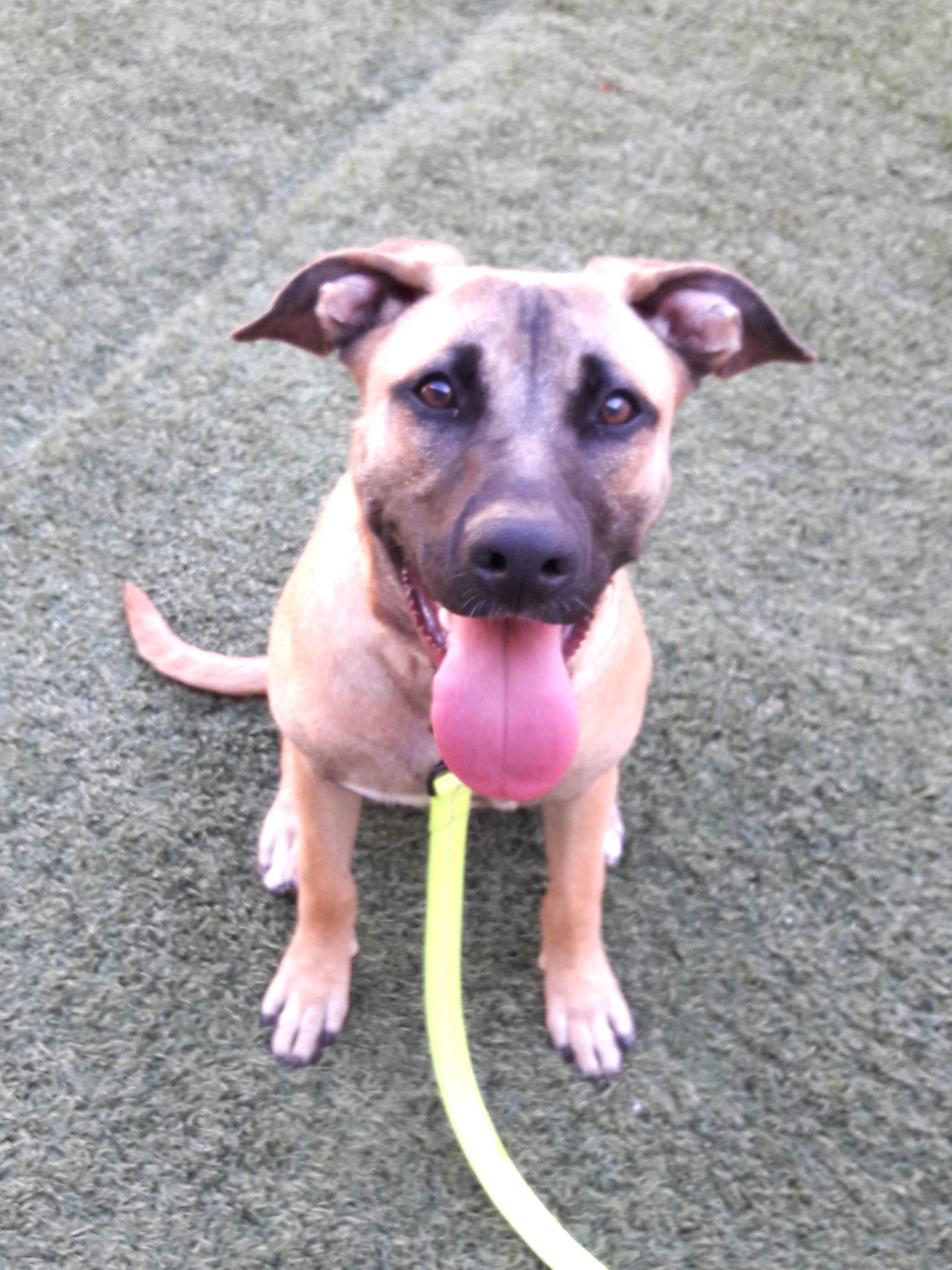 Enlarge Bella, a Adoptable Black Mouth Cur in Mesquite, NV image 4/4