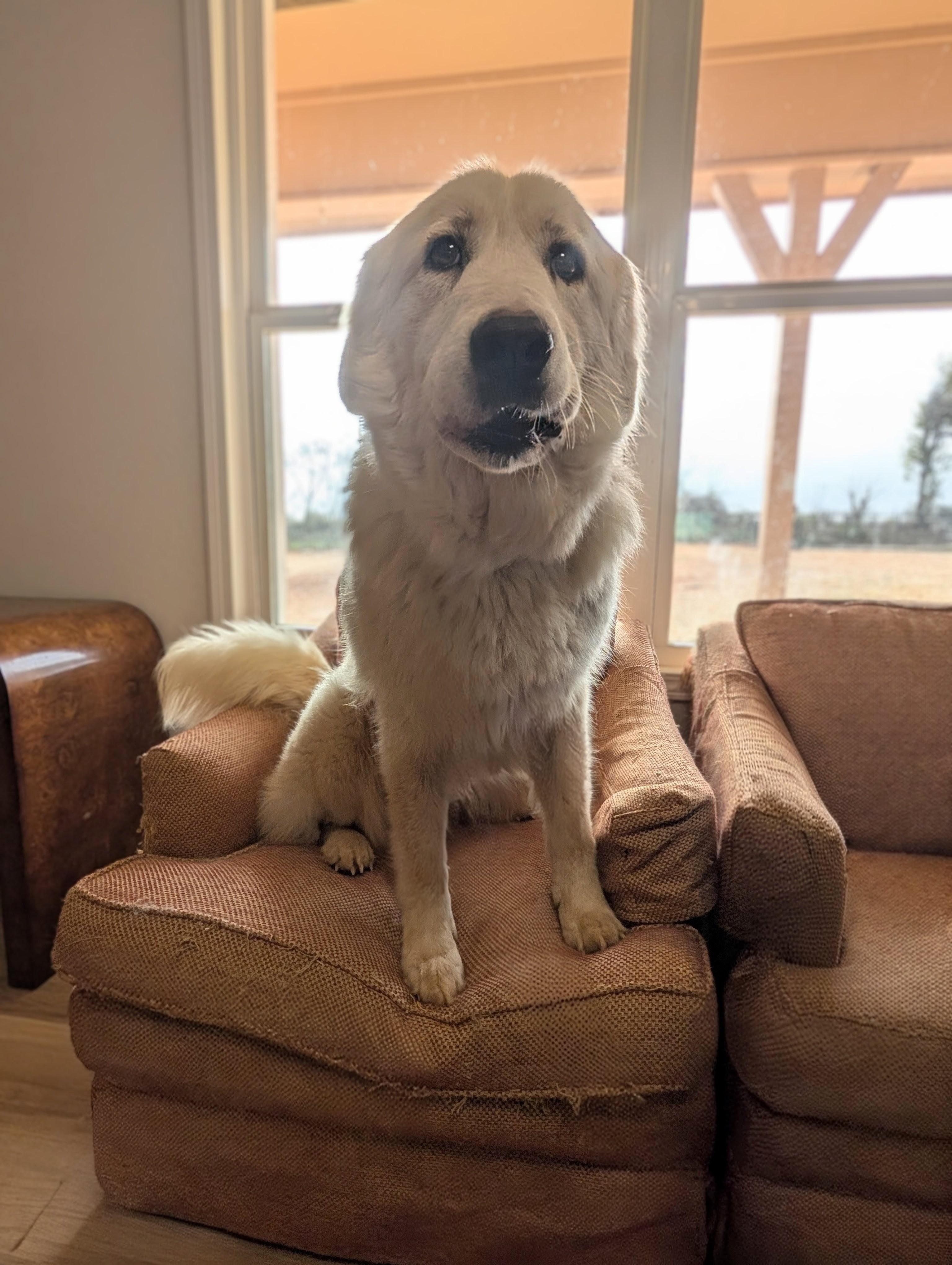 Enlarge Lagertha , a Adoptable Great Pyrenees in Hartford , CT image 5/6