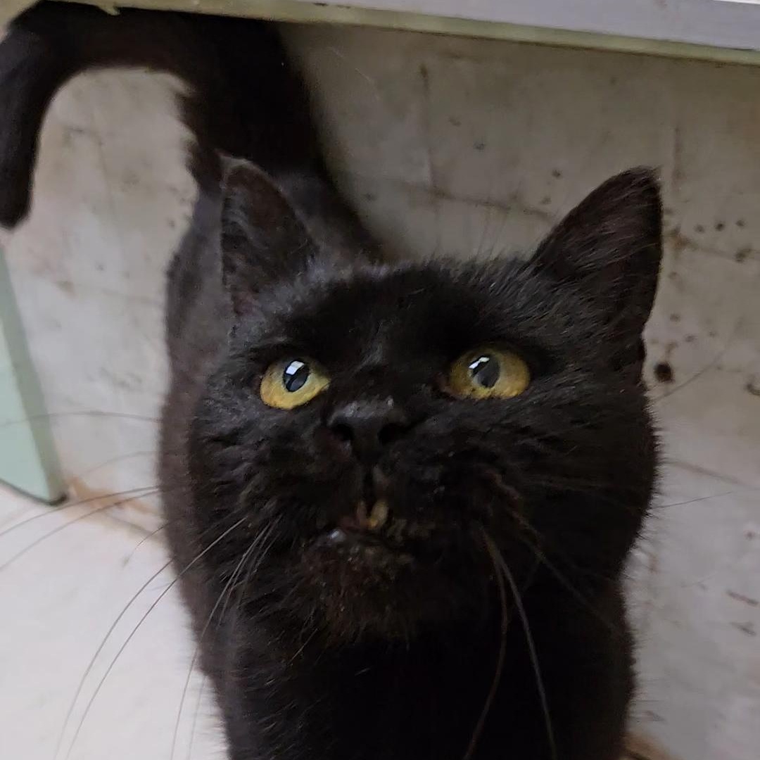 Dora, a ADOPTABLE Domestic Short Hair in Shippenville, PA image 3/4