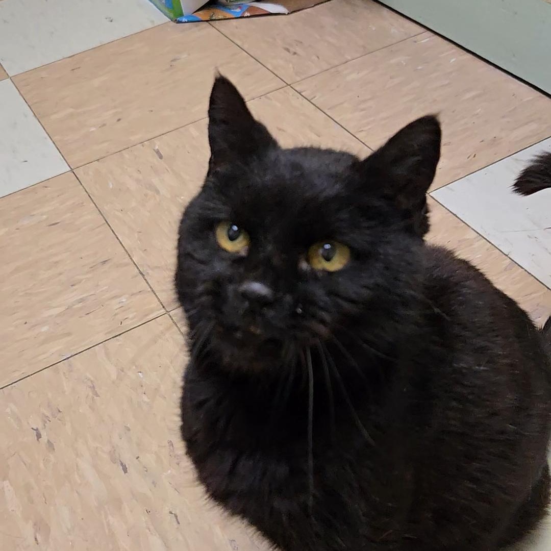 Dora, a ADOPTABLE Domestic Short Hair in Shippenville, PA image 4/4