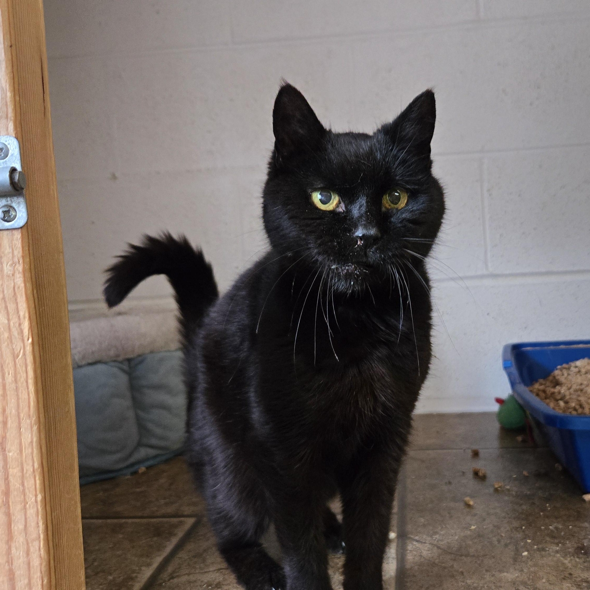 Dora, ADOPTABLE, Adult Female Domestic Short Hair.