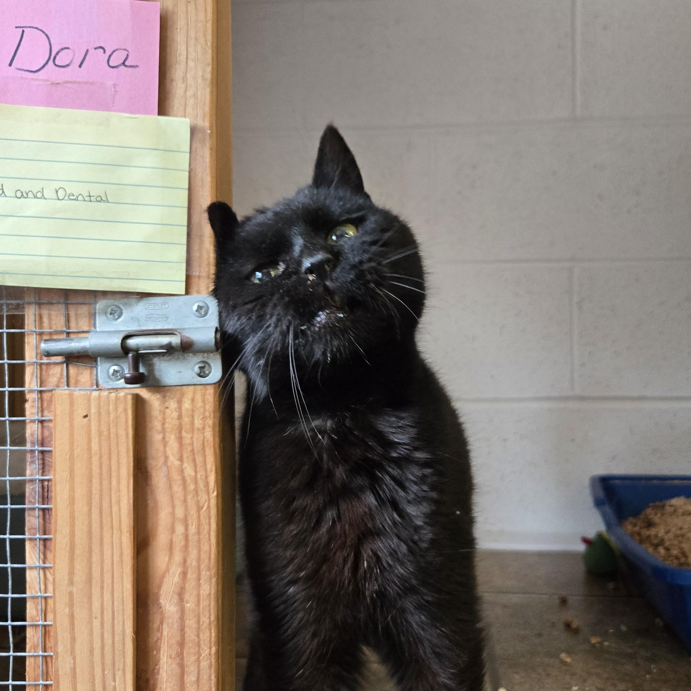 Dora, a ADOPTABLE Domestic Short Hair in Shippenville, PA image 2/4