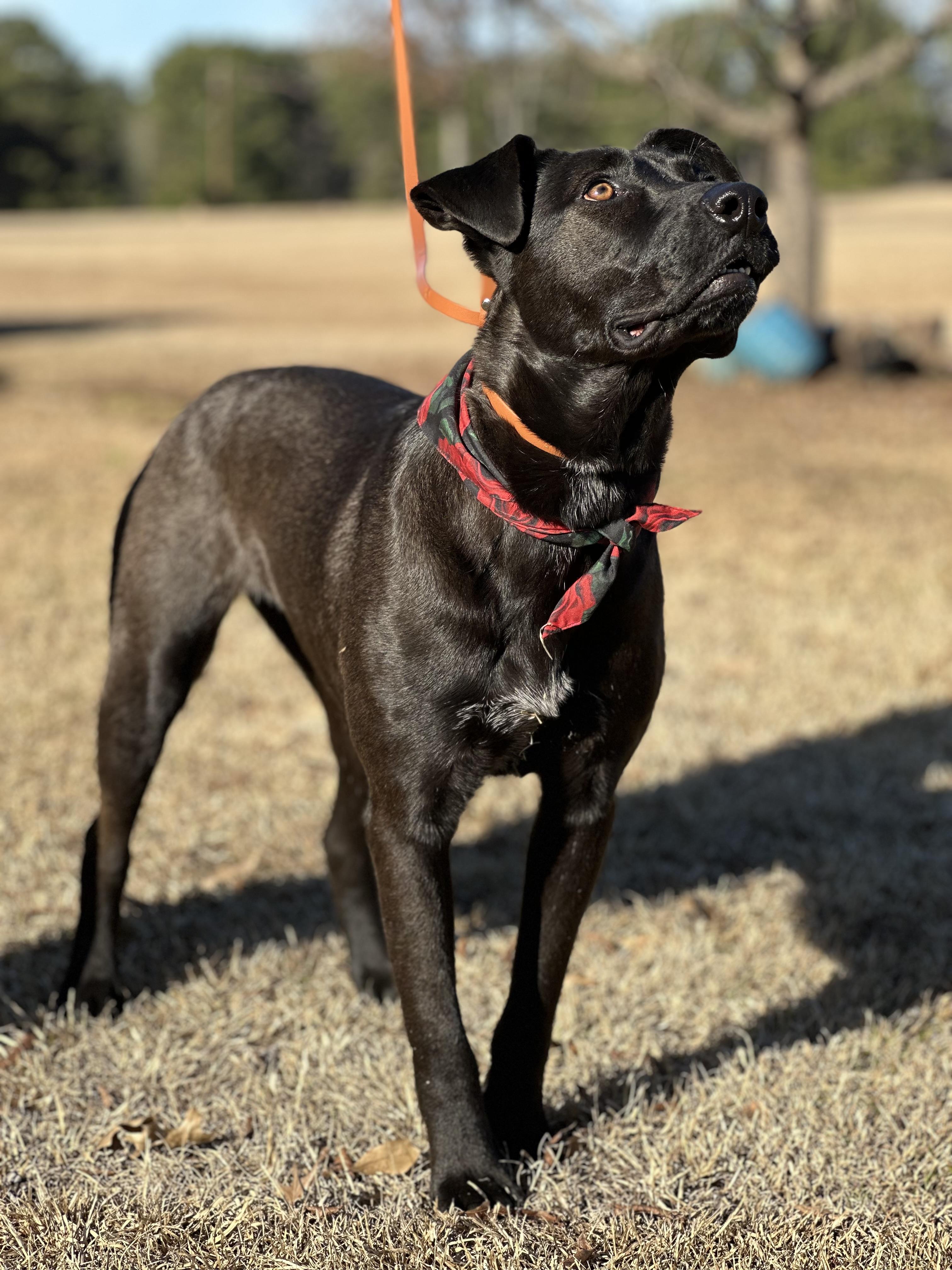 Enlarge Rose, a Adoptable mixed breed in Texarkana, TX image 2/5