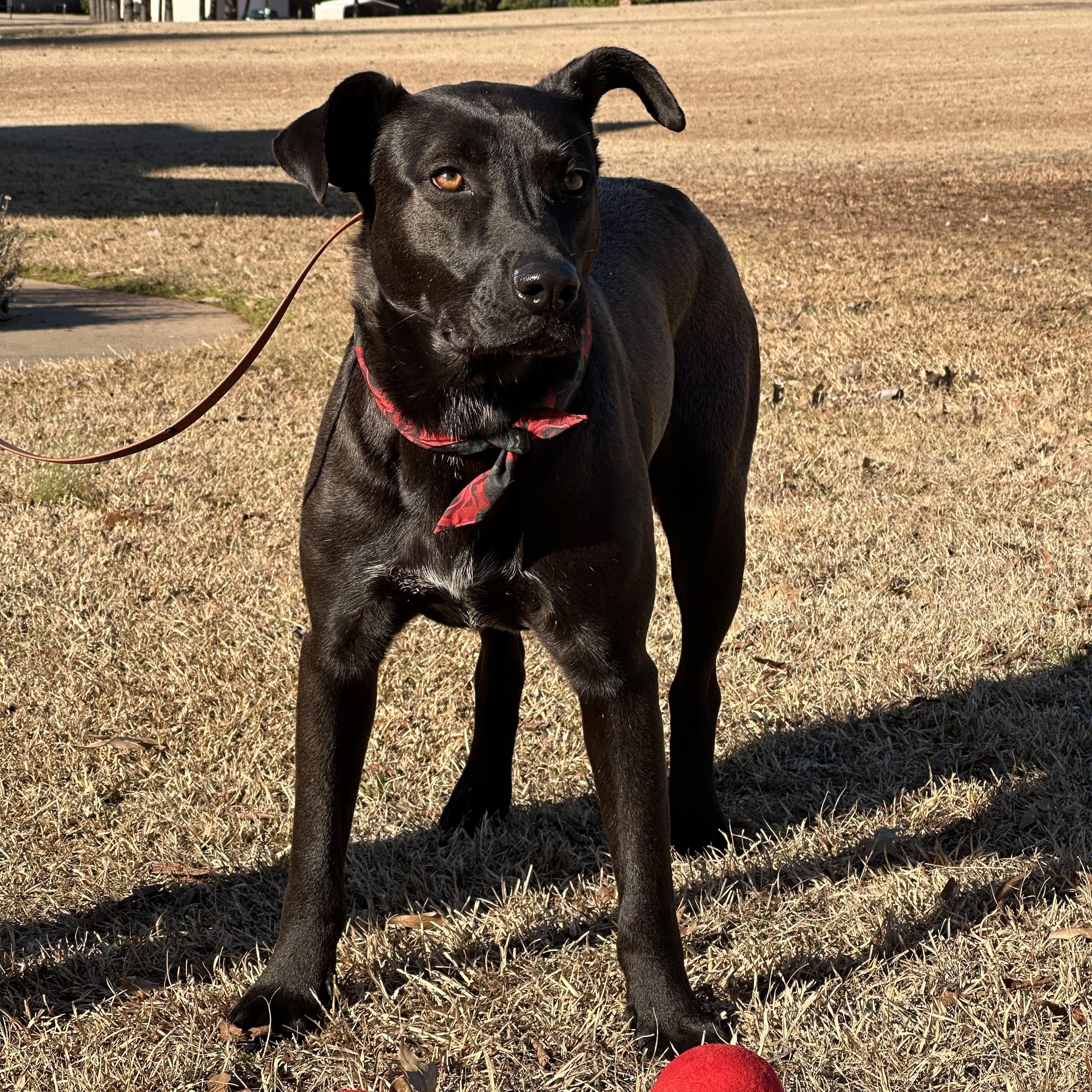 Enlarge Rose, a Adoptable mixed breed in Texarkana, TX image 4/5