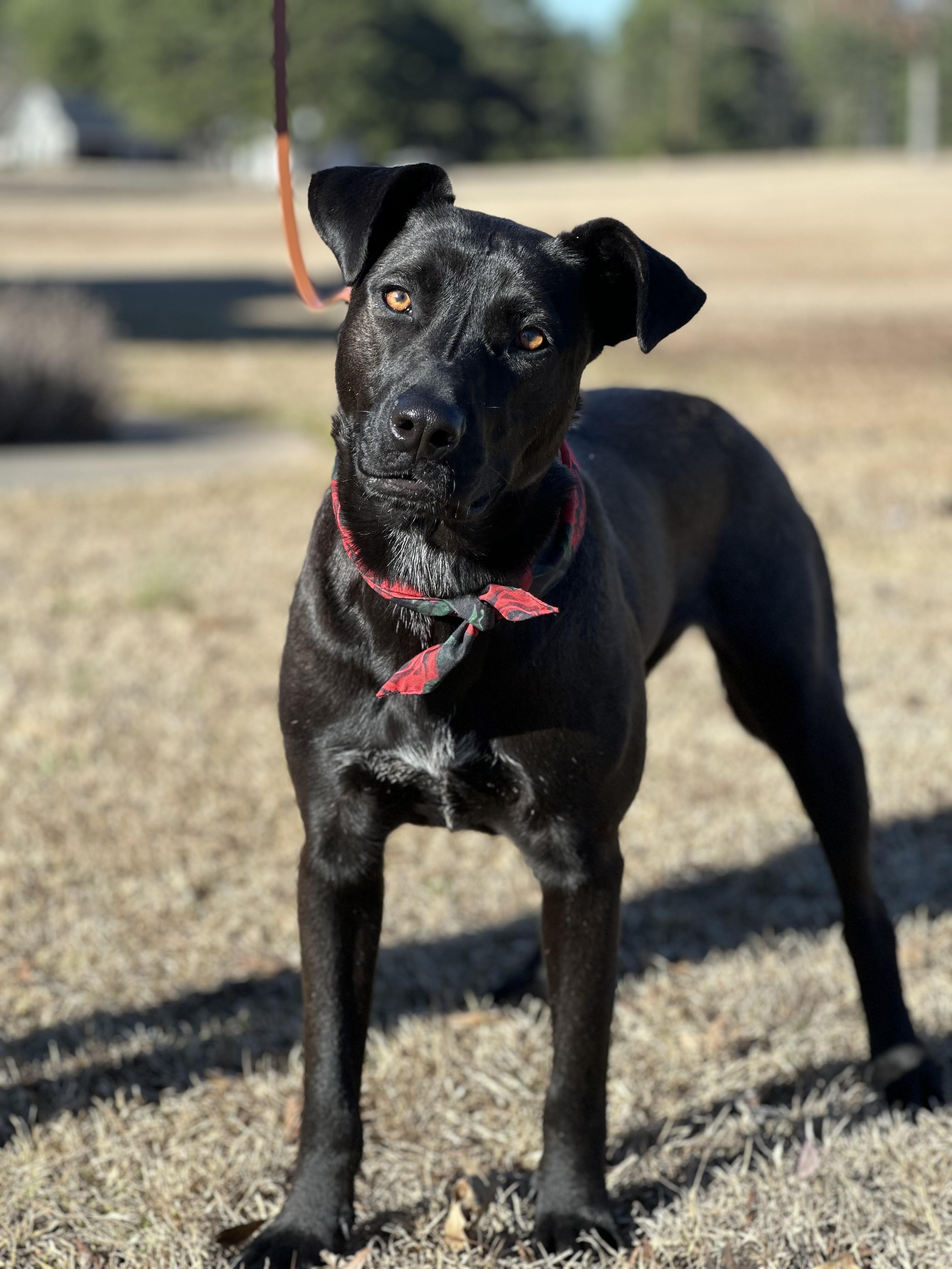 Enlarge Rose, a Adoptable mixed breed in Texarkana, TX image 1/5